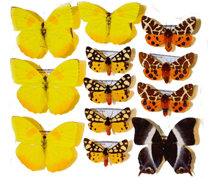 VDM Insecthouse Mixed VDM Insecthouse Mixed