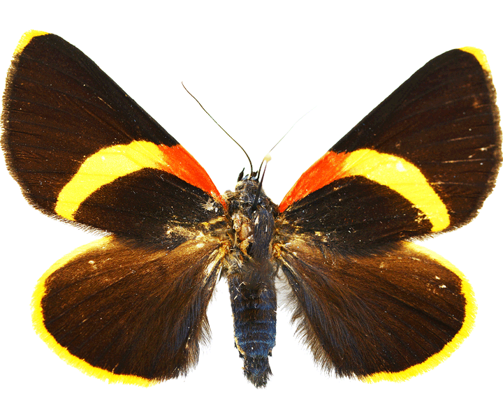 VDM Insecthouse Moths VDM Insecthouse Moths