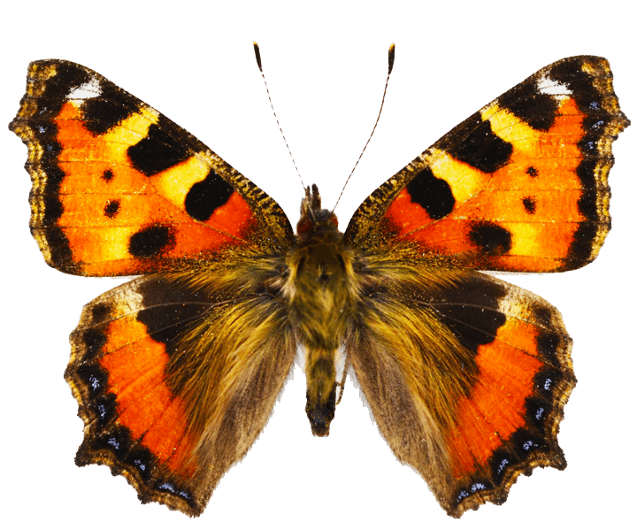 VDM Insecthouse One euro VDM Insecthouse One euro